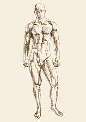Sketch illustration of a muscular male figure