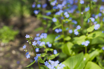 Blue flowers on a green lawn