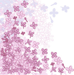 Vector background for design with flowers of lilac.