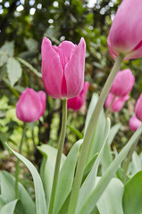 Tulips in the Gardens of Villa d'Este in Tivoli