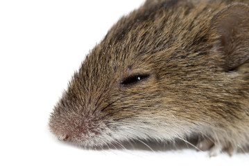 mouse isolated