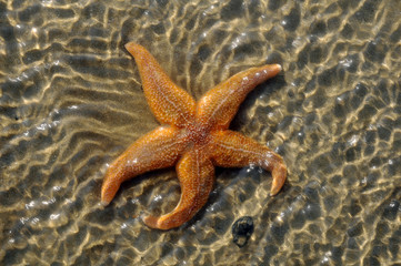 Starfish (Asterias rubens) in water on sand at low tide