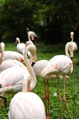 Group of flamingos