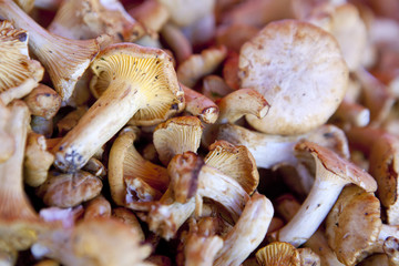 Chanterelle mushrooms in the market. Helsinki, Finland.