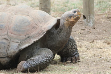 turtle into protected area in corse island