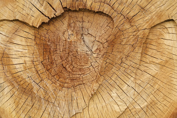 Cracked wood texture