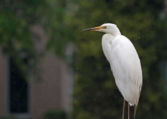White egret in a residential area in the rain