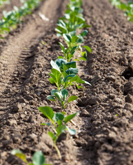 sprouts of cabbage, small depth of focus