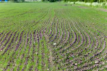 Equal rows of fresh shoots in the field.small depth of focus.