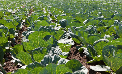 young heads of cabbage in the field