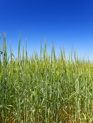 Ears of wheat on sky background