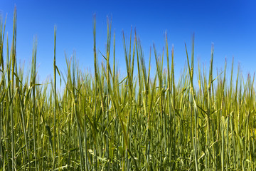 Obraz premium Field of wheat under azure sky..