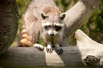 Raccoon waschbär