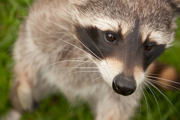 raccoon waschbär