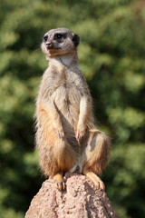 Erdmännchen
