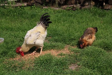 Coq rooster healthy beau, poule poulet