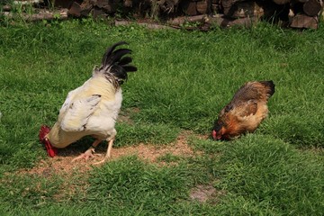 Coq rooster healthy beau, poule poulet