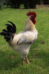 Coq rooster healthy beau, poule poulet