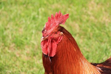 Coq rooster healthy beau, poule poulet