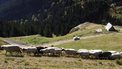 Flock of sheep in the mountains of Vranica