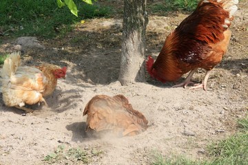 Coq rooster healthy beau, poule poulet nid de poule