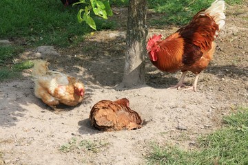 Coq rooster healthy beau, poule poulet nid de poule