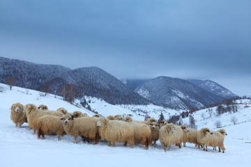 Naklejka premium Sheep in the mountains in winter