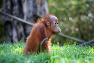 Orang Utan © Marcel Schauer