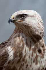 Raufußbussard (Buteo lagopus)