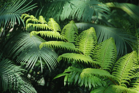 Fern and wollemia