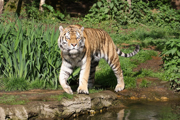 Naklejka premium Sibirischer Tiger