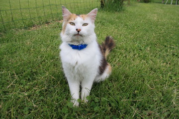 Chat, félin, portrait, le plus beau pose dans l'herbe