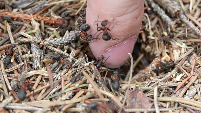 ants on human finger