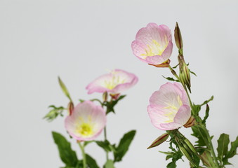 昼咲桃色月見草 Pink evening primrose