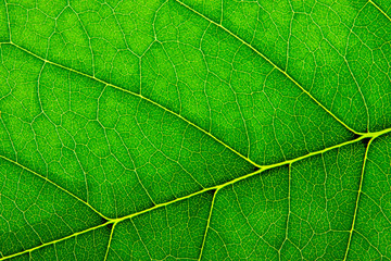 Fototapeta na wymiar Green leaf. Macro image