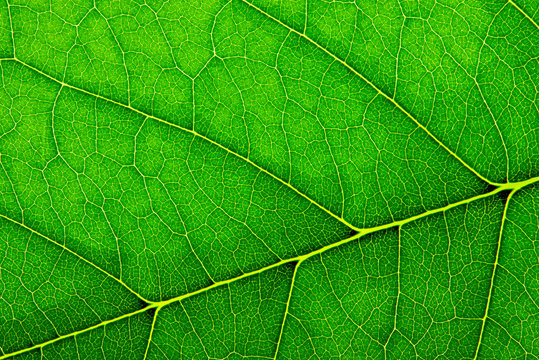 Green leaf. Macro image