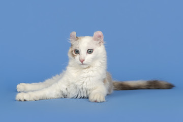 Katzen-American-Curl 0157