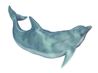 Delfin © Michael Rosskothen