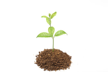 Baby plant isolated on white background