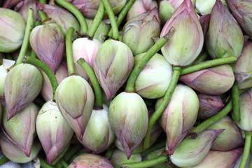 Pink lotus buds