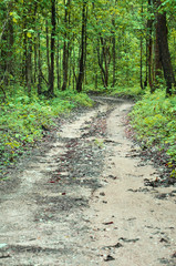 non-asphalt road in forest