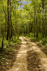 Fototapeta premium soil road into forest and blue sky