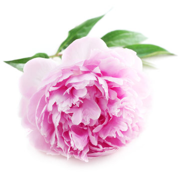 Fototapeta Peony