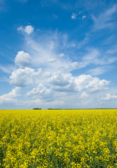 Flowering canola or rapeseed field