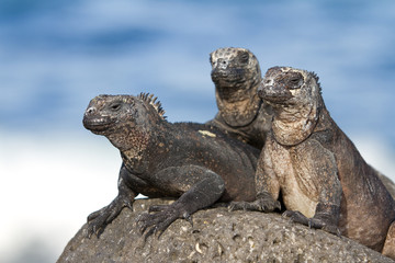 Marine iguanas