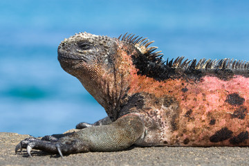 Galapagos iguana