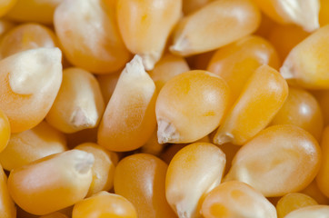 Mais per pop corn