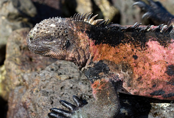 Iguana