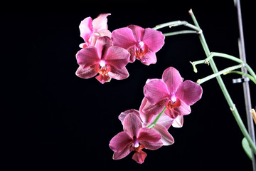 Naklejka na ściany i meble Beautoful orchid at the dark background