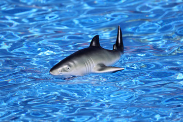 Toy shark in swimming pool